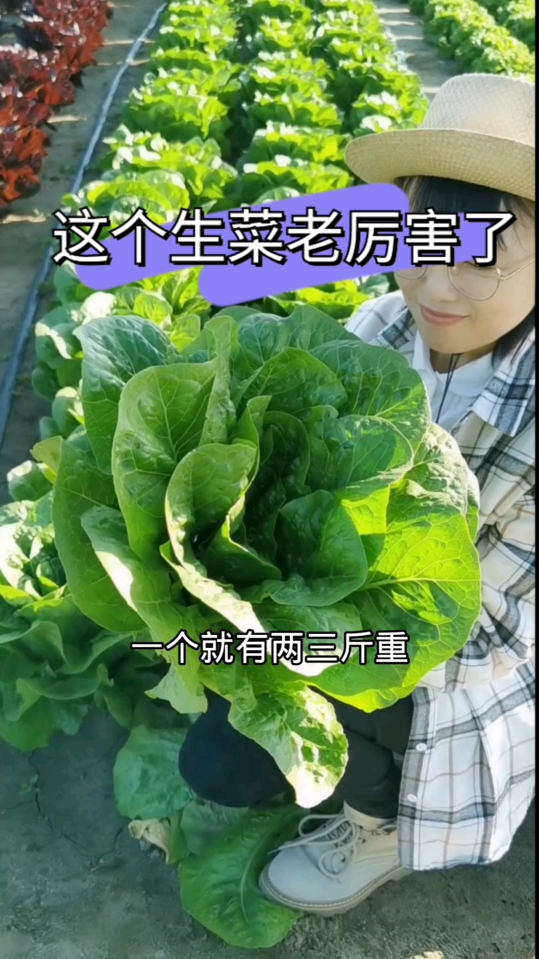 大罗马直立生菜长的个头大,一颗能吃好几顿,而且清香脆嫩,非常好吃,赶紧种上一些吧