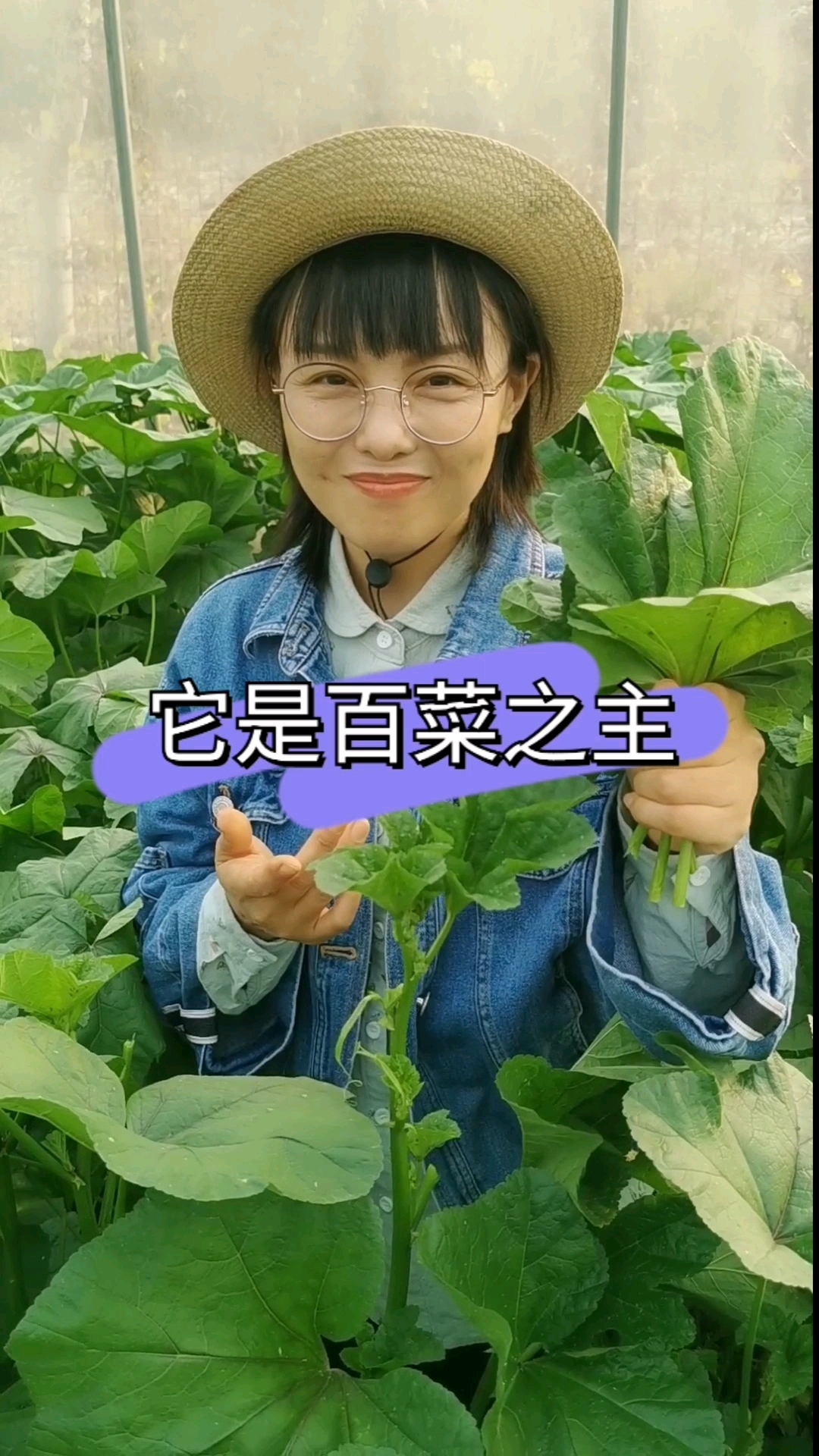 冬寒菜长成小树高,从秋吃到冬,它是百菜之主,营养丰富,你也赶紧种一些吧