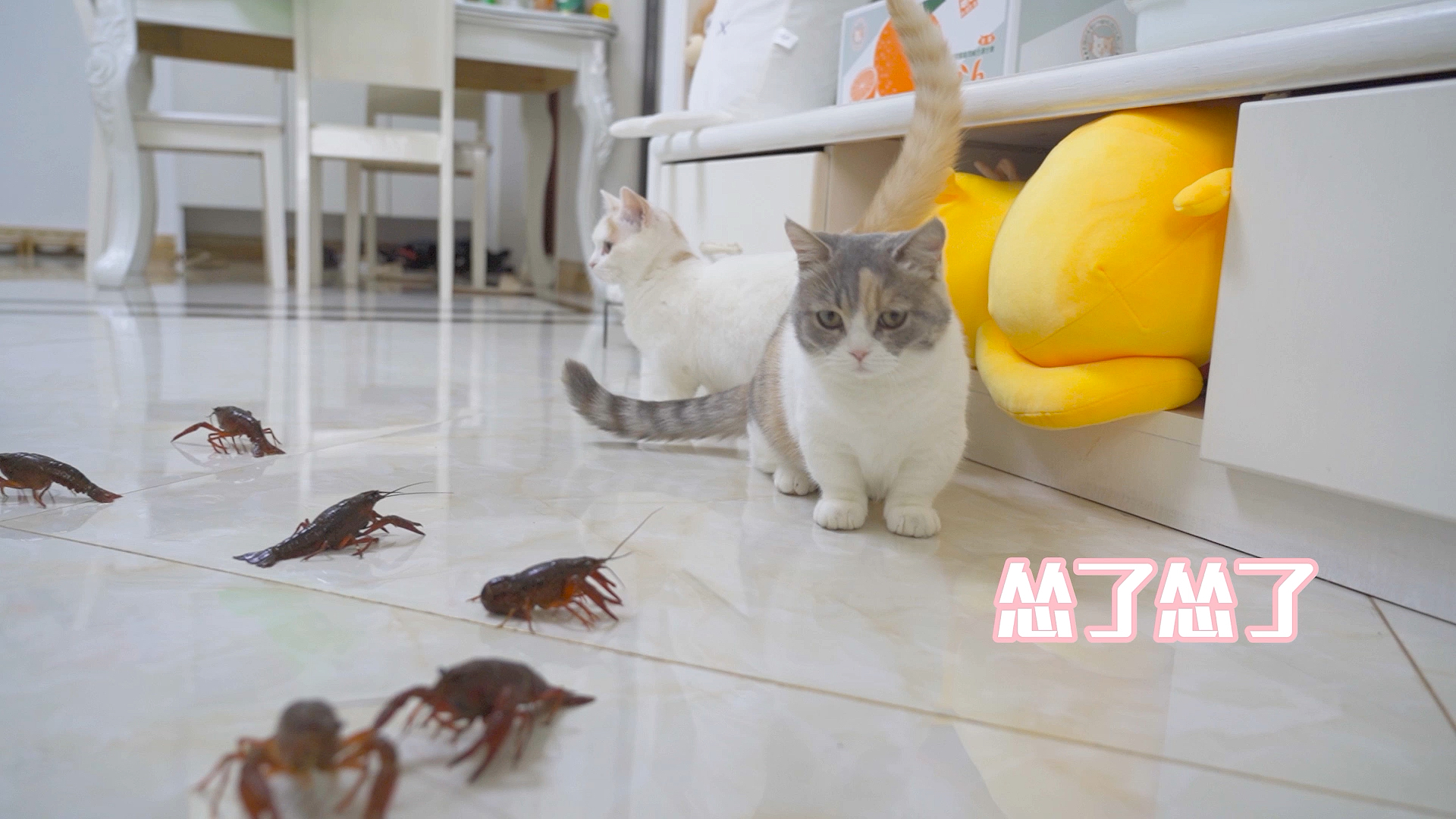 #我家萌宠成精了#当猫咪遇上100只龙虾，怕的连连后退！