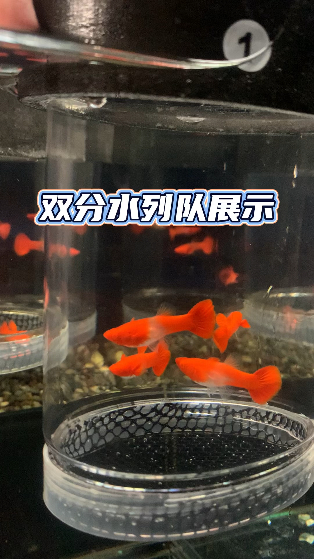 #孔雀鱼#双分水鸿运当头孔雀鱼