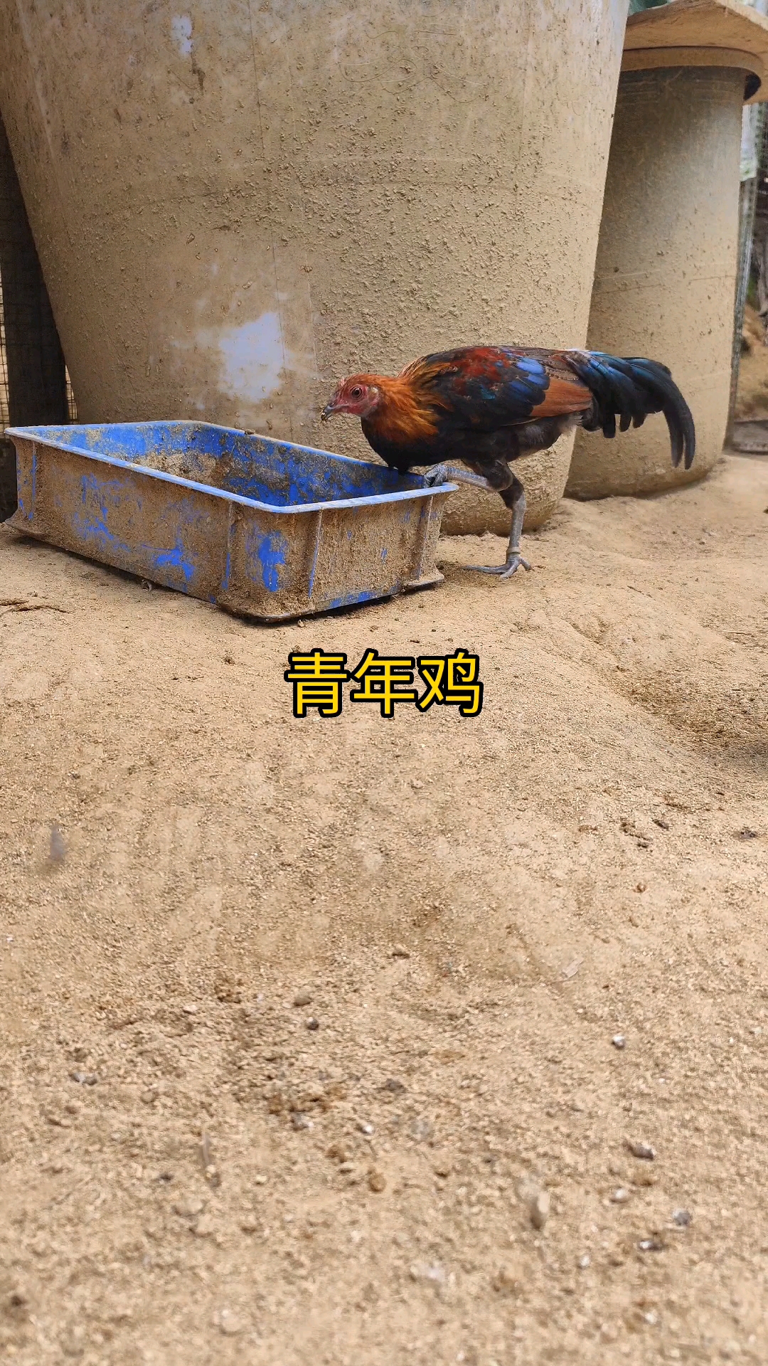 #小公鸡#四个月青年鸡