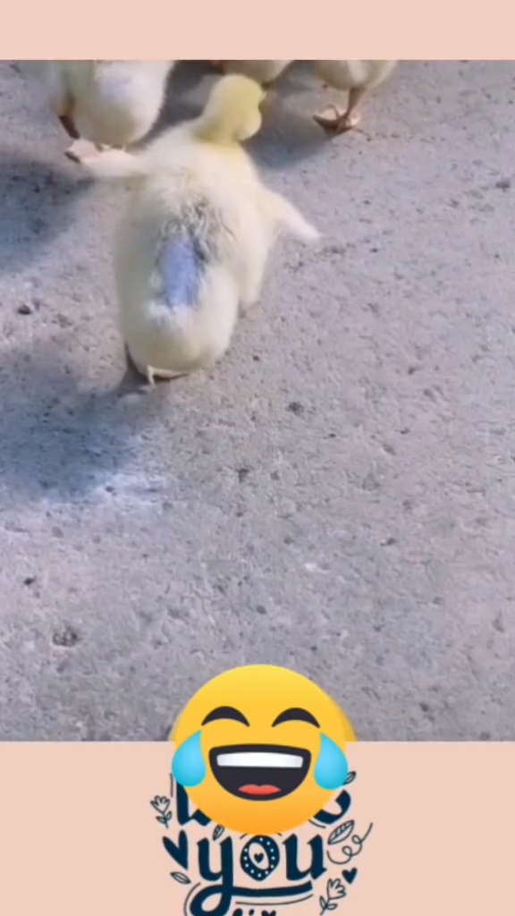 看到这鸭子走路,你想到了谁,我想到了肖战魏婴