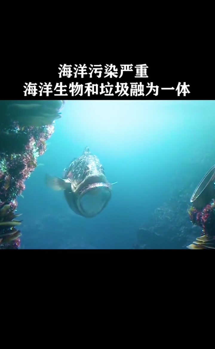 #铁皮鱼远光灯不错,保护环境,从你我做起!#法国短片《海底末日》