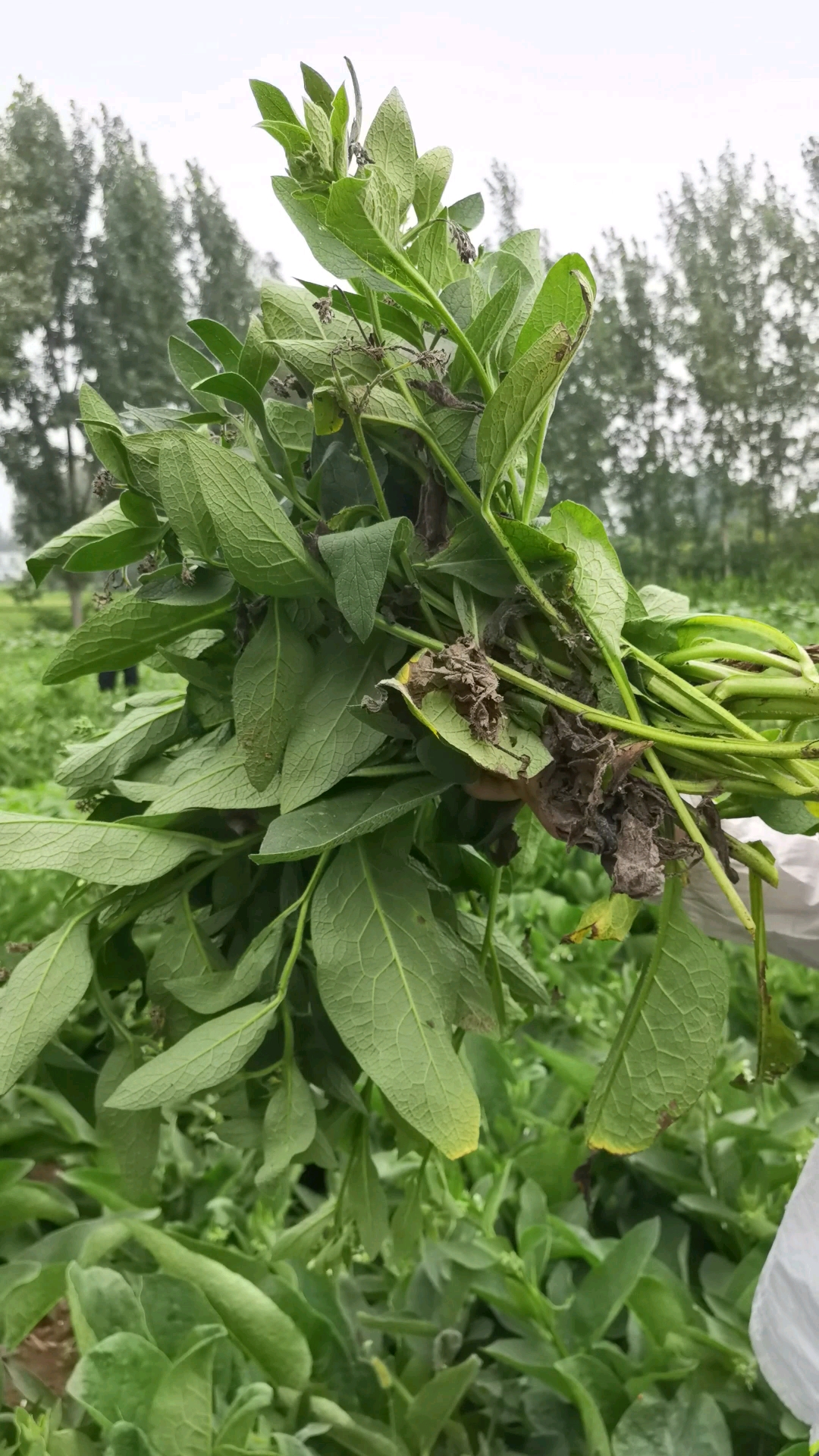 #高产牧草种子#俄罗斯饲料菜亩产鲜草数十吨!畜牧养殖好帮手!