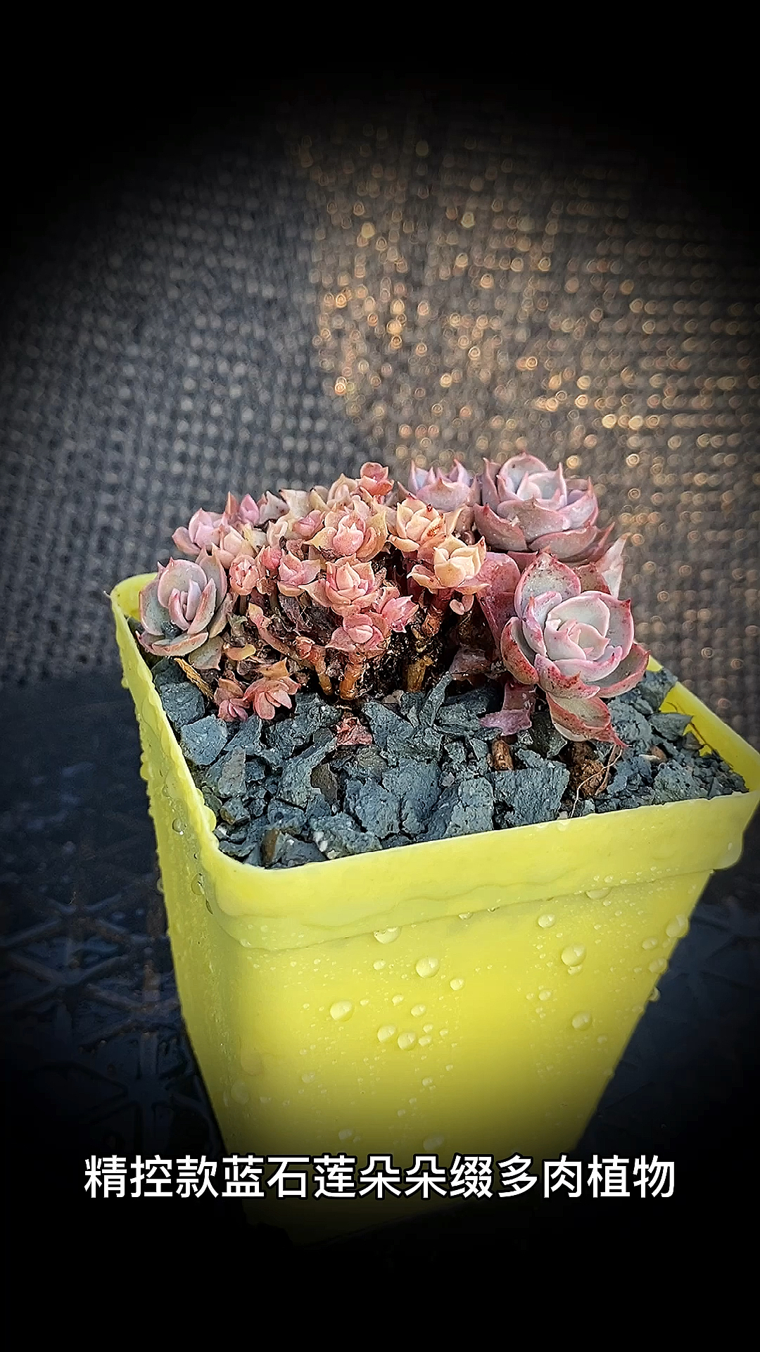 #有一种可爱叫多肉!#精控款蓝石莲朵朵缀多肉植物:是景天科拟石莲属多肉品种。