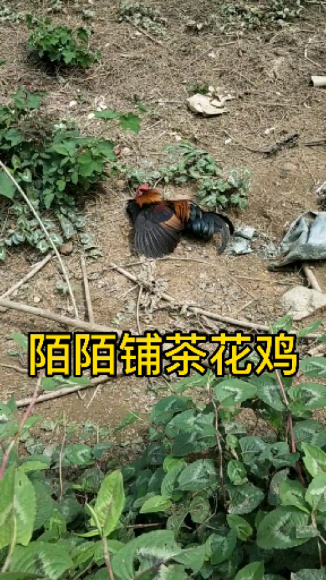 #茶花鸡#高纯种公配茶花母鸡,150种蛋发给四川的兄弟,20种蛋发给湖南的美女!