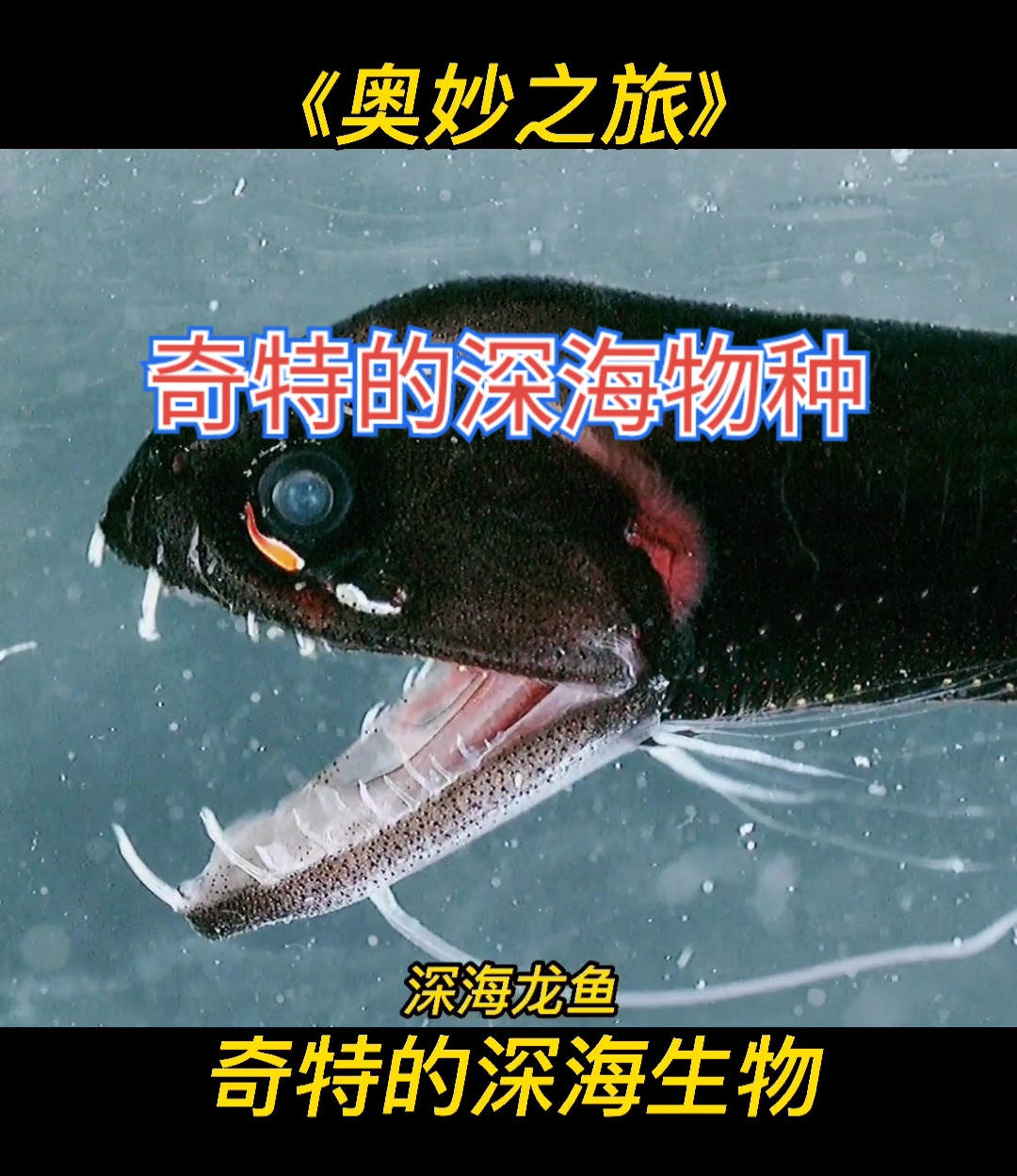 #海洋生物#漆黑的海洋500-1000米深处,各种奇特的生物物种,知道第二个是什么鱼吗?