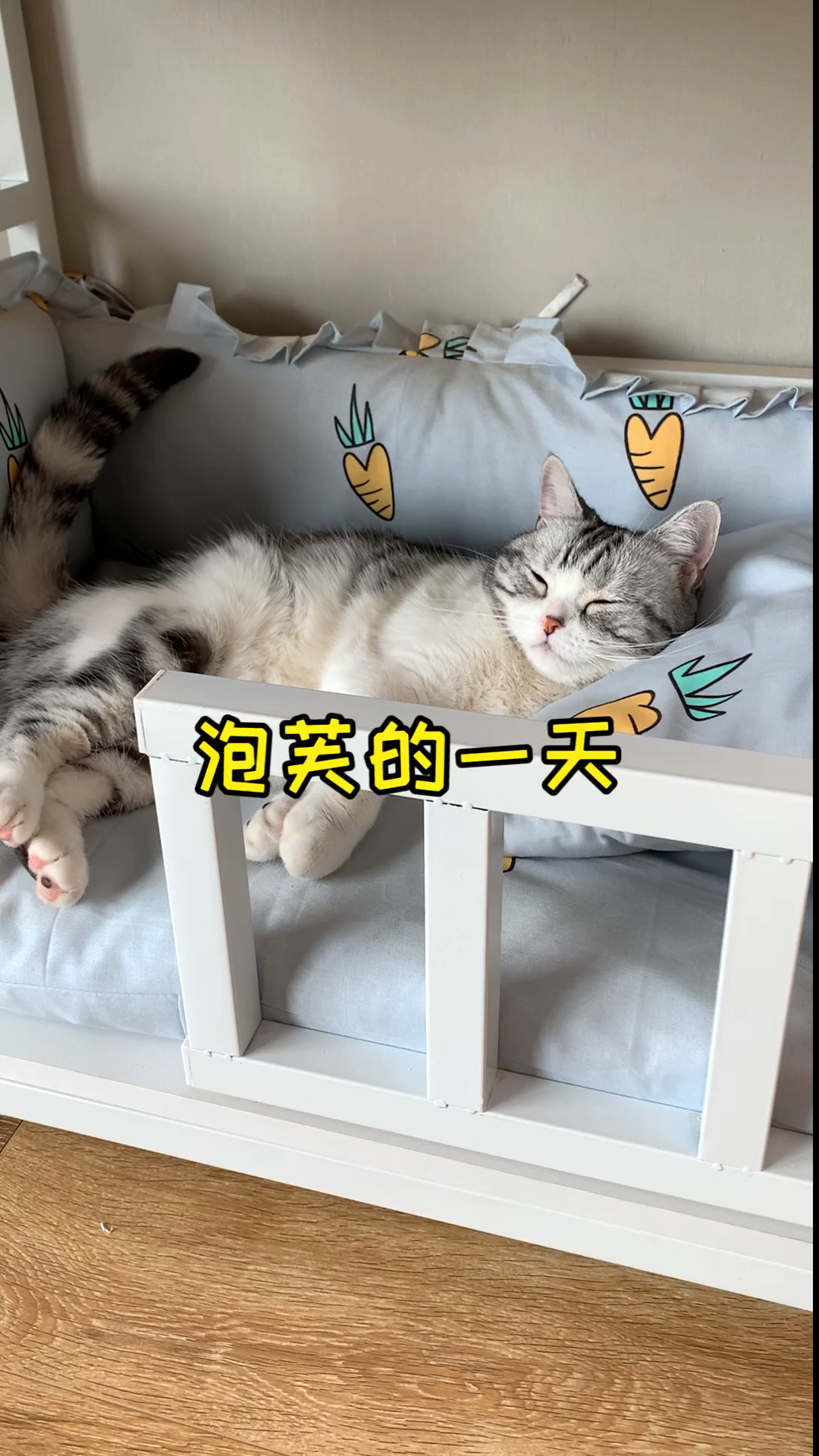 #我家萌宠成精啦#泡芙的一天你还想看泡芙做什么呢