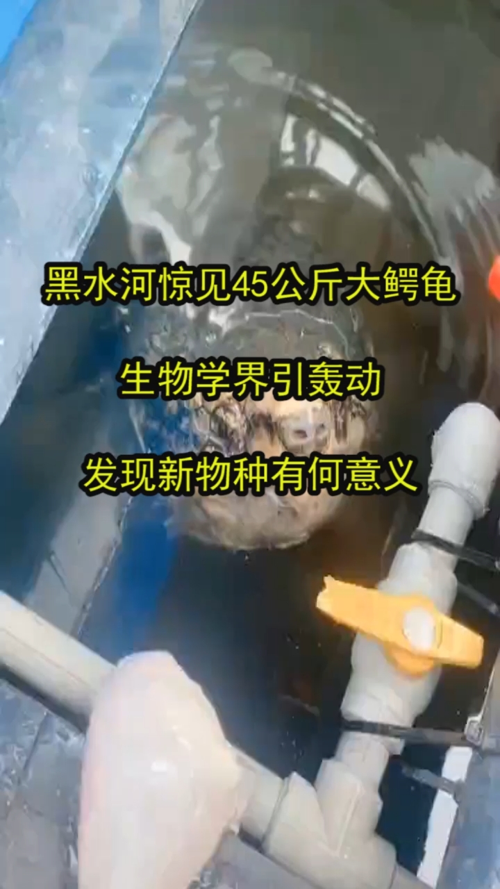 #奇闻趣事抢先看#黑水河惊见45公斤大鳄龟,生物学界引轰动,发现新物种有何意义