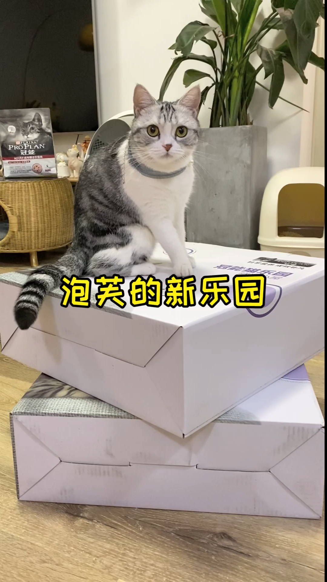 #我家萌宠成精啦#满足泡芙对纸箱的所有幻想，对这个乐园真的超级无敌爱了