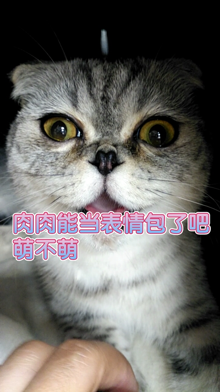 #我家有只小猫咪#肉肉表情萌不萌,这是要做绝育在宠物医院给吓的。