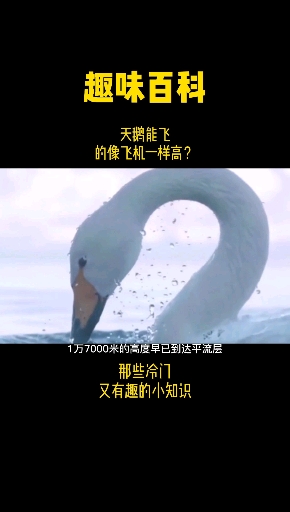 #百科知识#天鹅能飞的像飞机一样高?