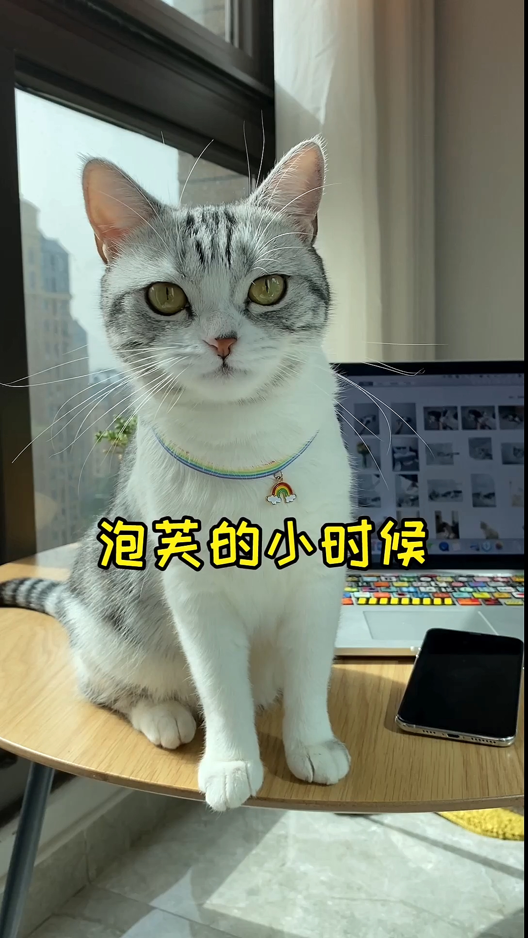#家有猫咪#想知道你是从哪张照片或者哪条视频认识的泡芙呢?