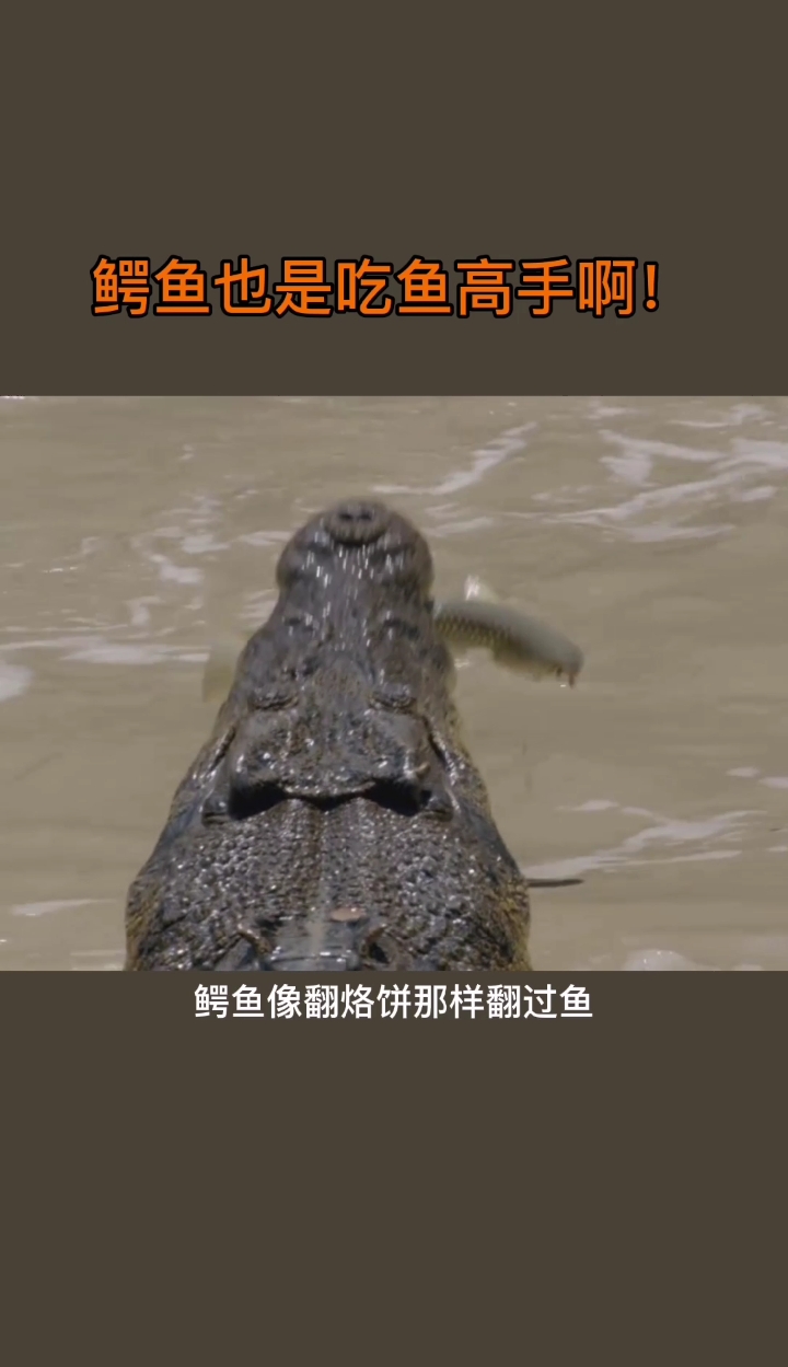 #鳄鱼#鳄鱼也是吃鱼高手!