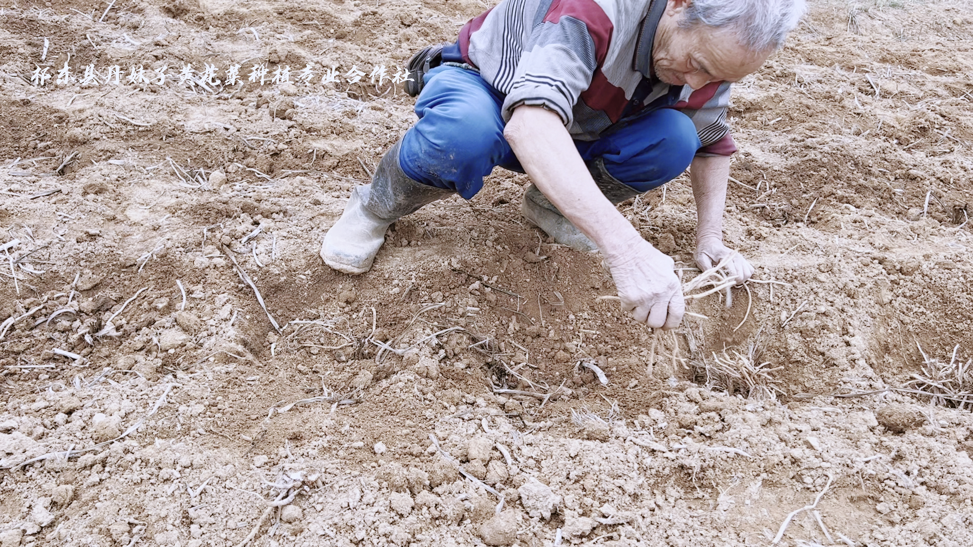 #黄花菜种苗#黄花菜种植技术,黄花菜怎么种植,黄花菜视频教种植