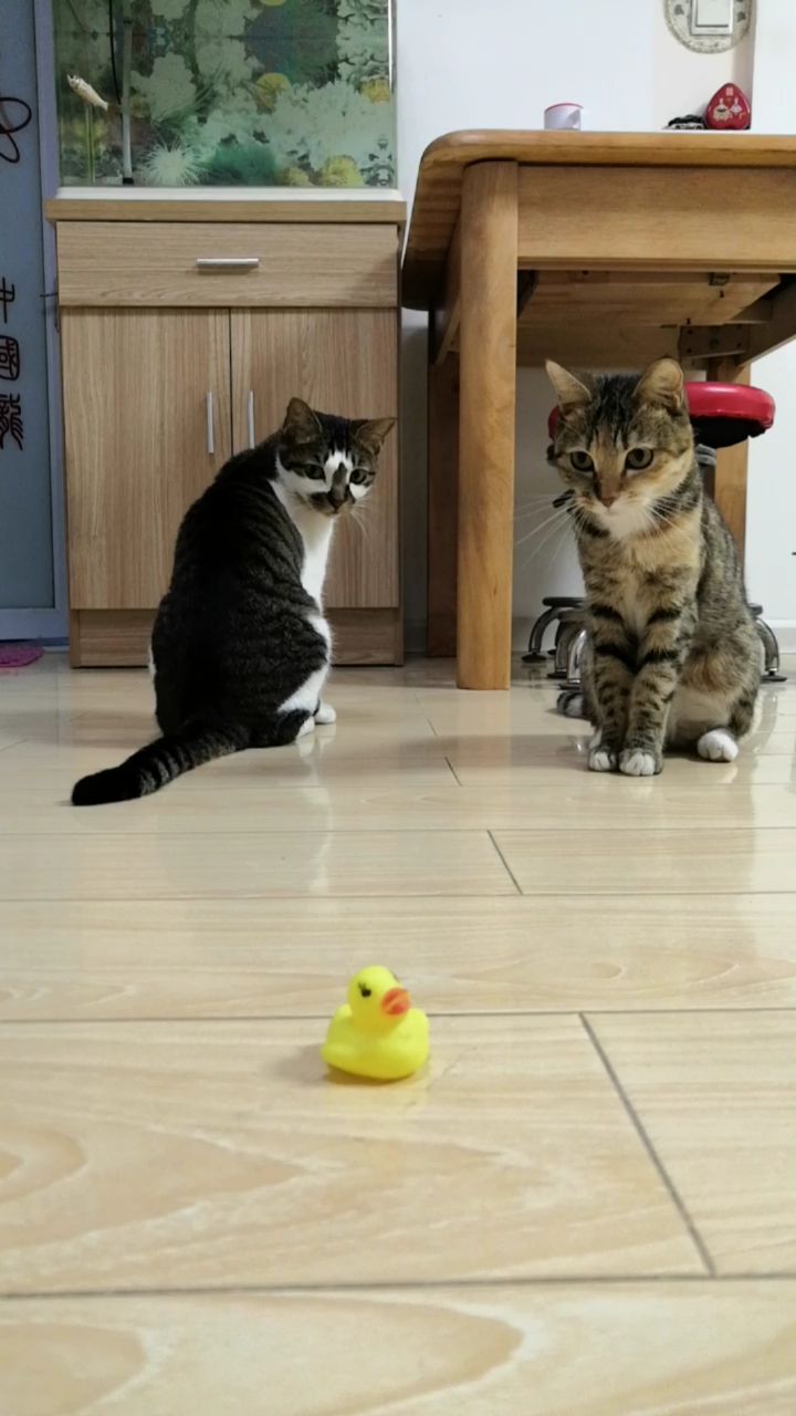 大猫:快去看看那小鸭鸭香不香?