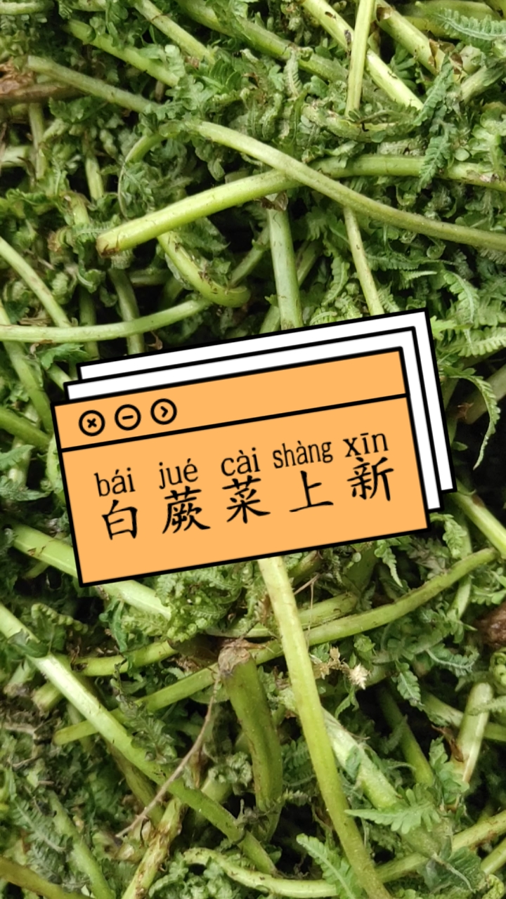  bai jue cai shang Xin白蕨菜上新