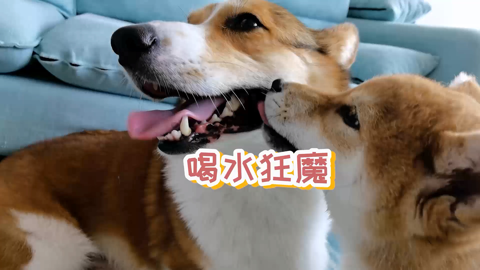 小柴犬再次刷新了我对爱喝水的认知