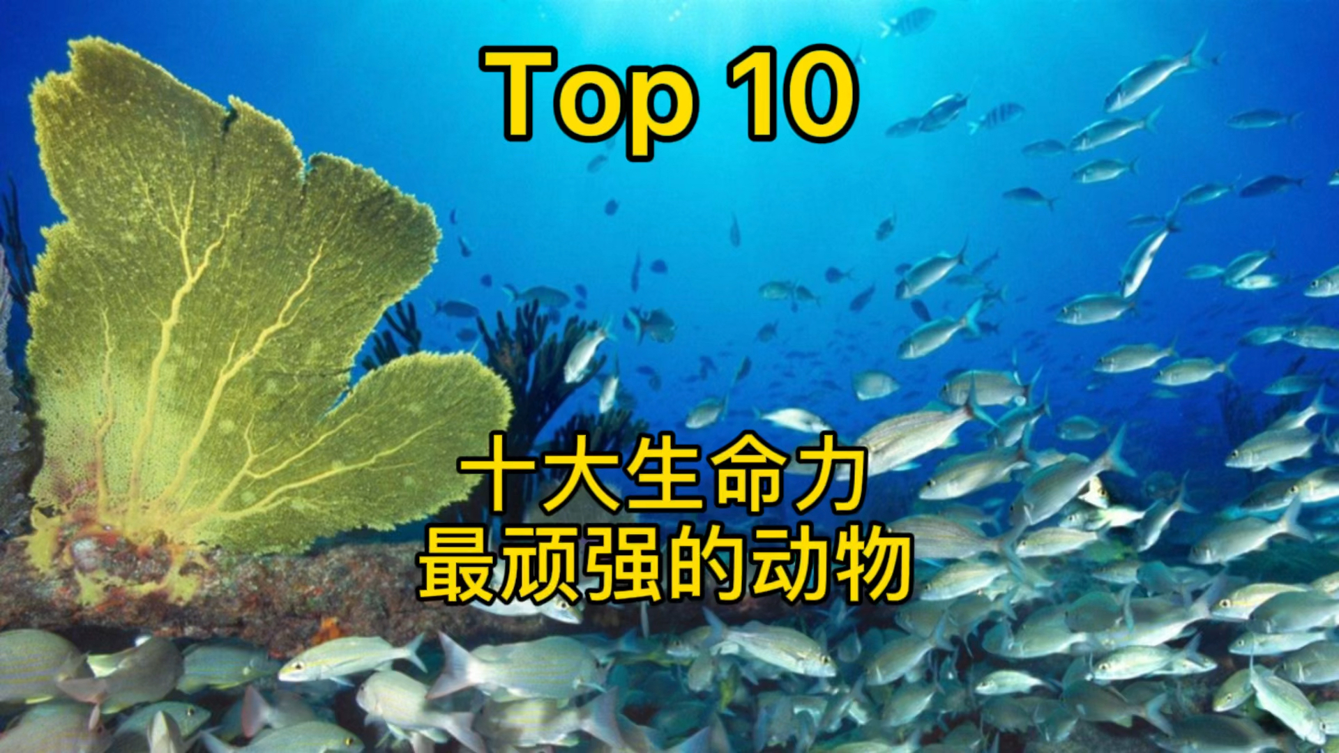 #动物冷知识#十大生命力最顽强的动物