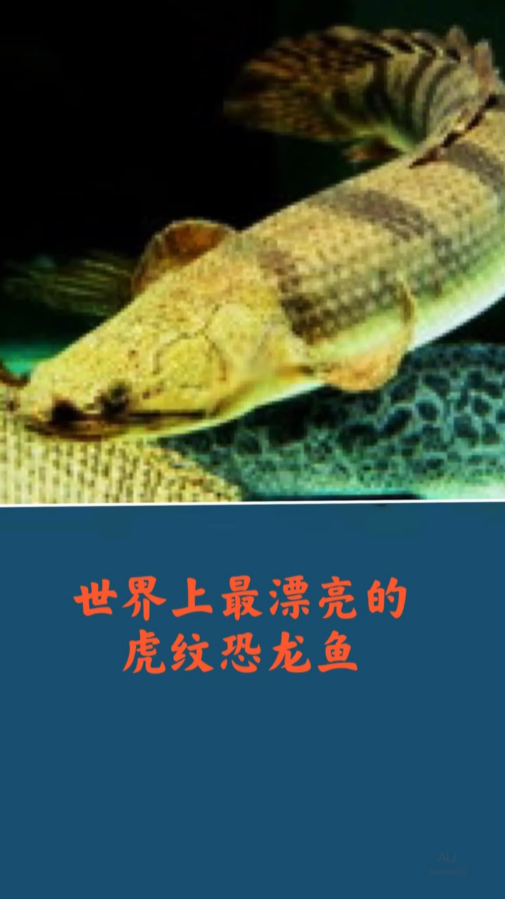 #奇闻趣事抢先看#世界上最漂亮的虎纹恐龙鱼