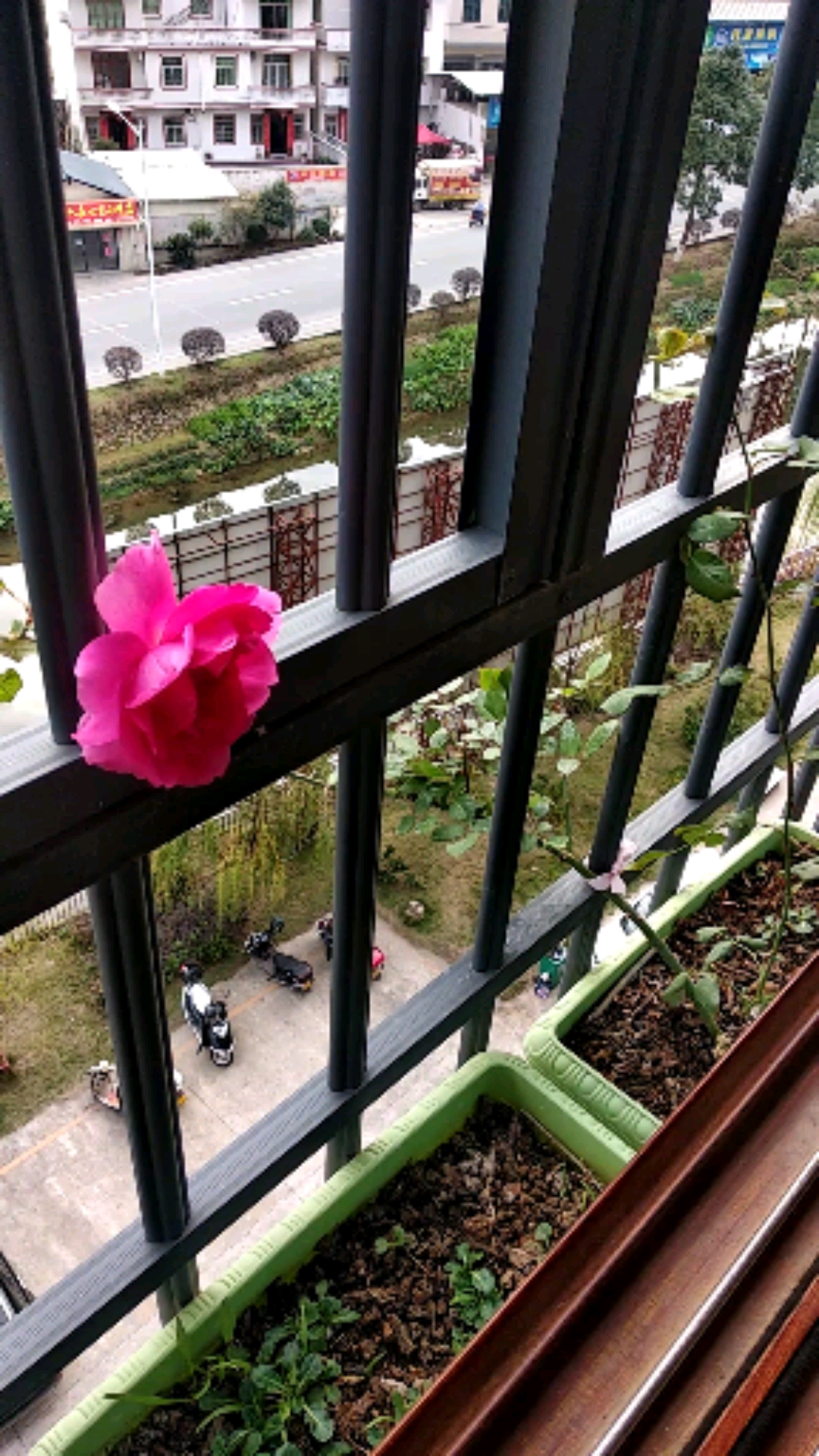 #破壳计划#你们有入冬的第一杯奶茶,我有入冬的第一朵玫瑰花!
