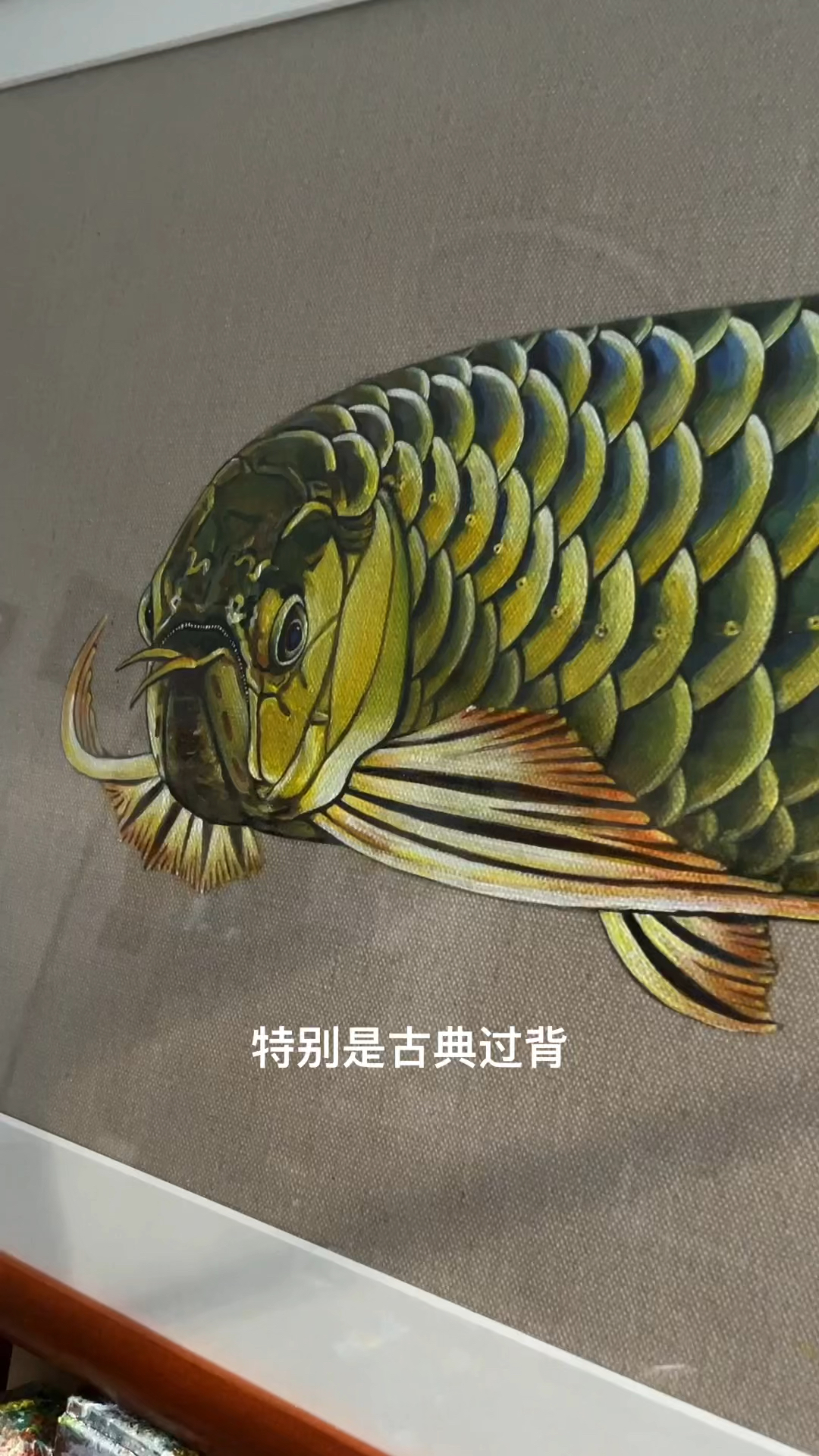 #古典过背金龙鱼#古典过背在自然光下最具魅力,画也一样,无灯拍摄更原汁原味!