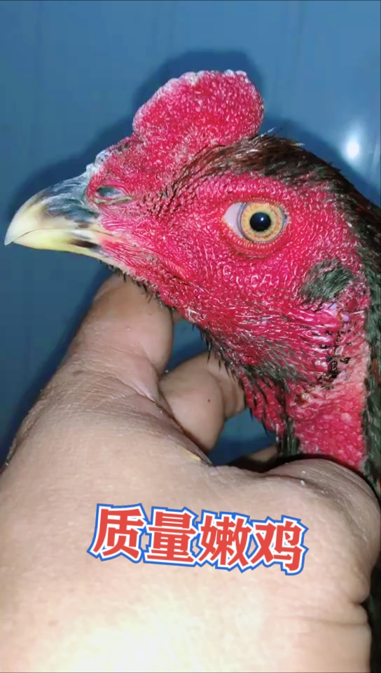 #越南斗鸡#