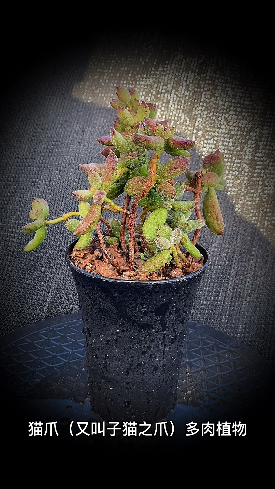 #有一种可爱叫多肉!#猫爪(又叫子猫之爪)多肉植物:是景天科银波锦属多肉植物。