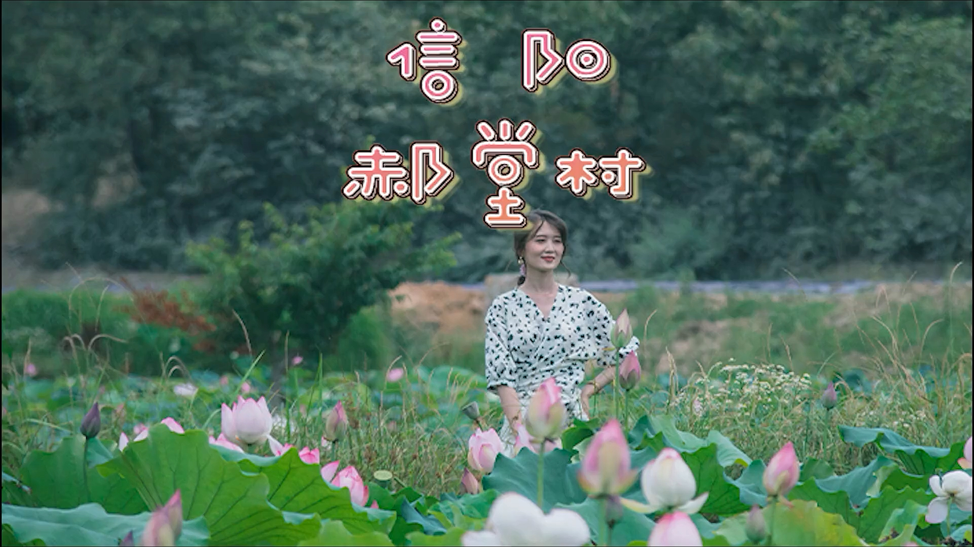 #信阳山水#郝堂的荷花开了,约三五好友,一起来赏花看景!
