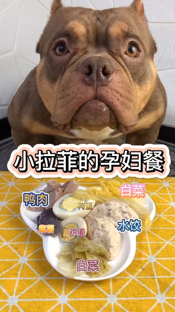 #家有萌宠#
