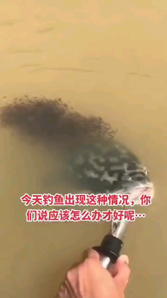 有小鱼的时候他是近视眼,看不到鱼饵