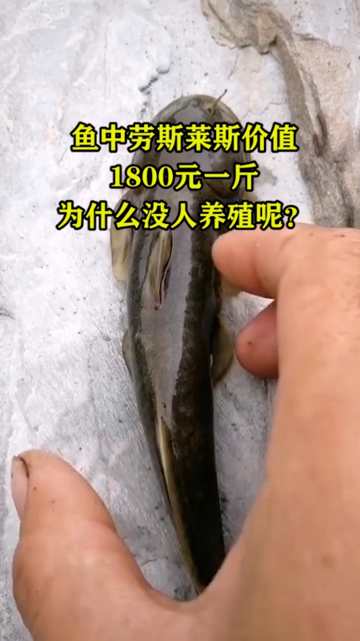 #奇闻趣事抢先看#鱼中劳斯莱斯为啥没人养