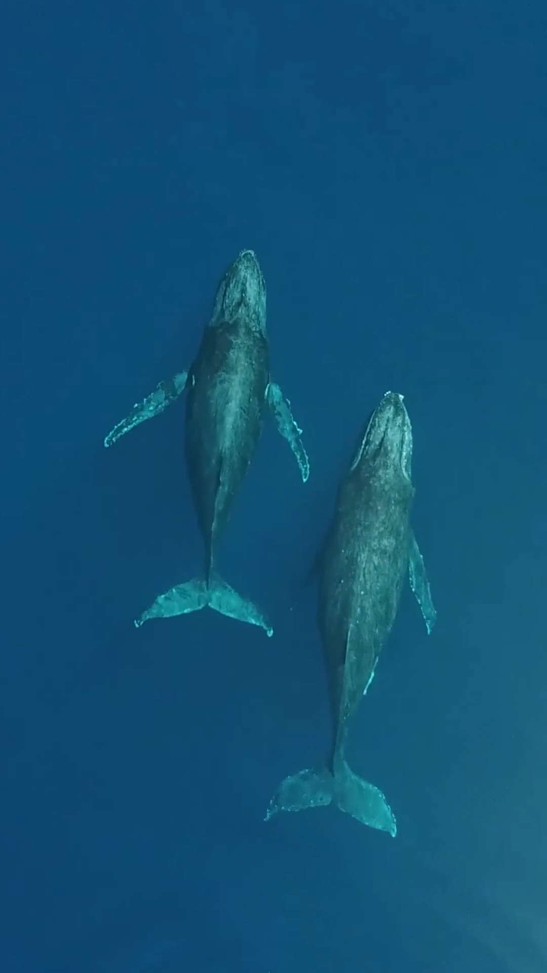 #鲸鱼#来自远古的声音,大翅鲸结伴出行