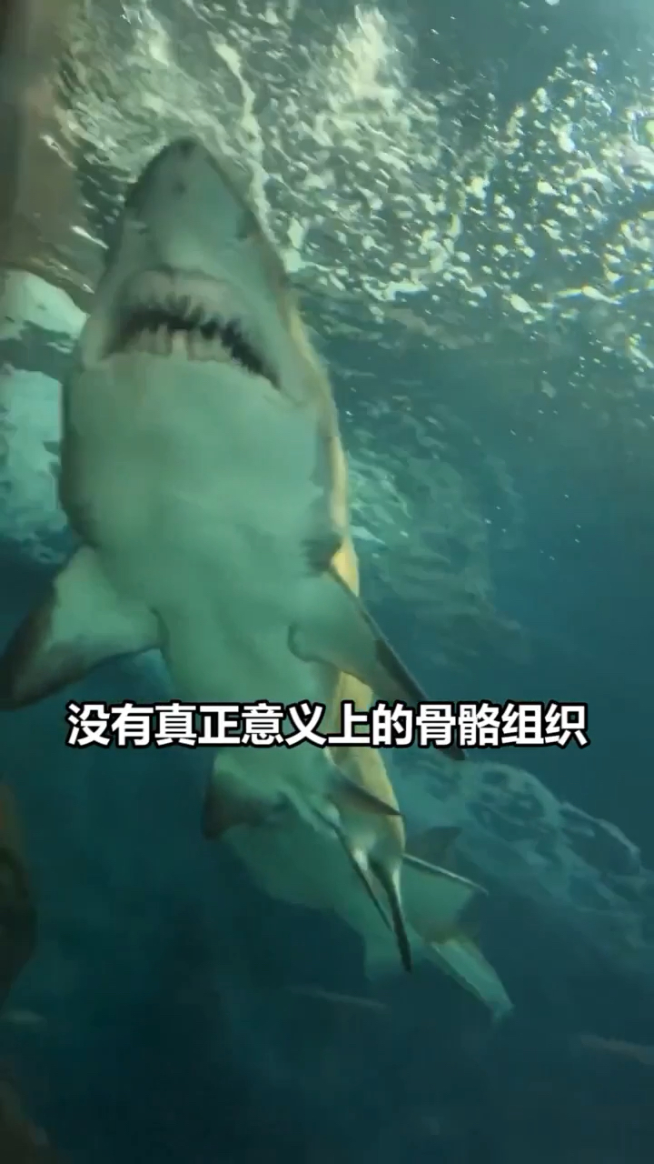 停止运动就会死的动物!