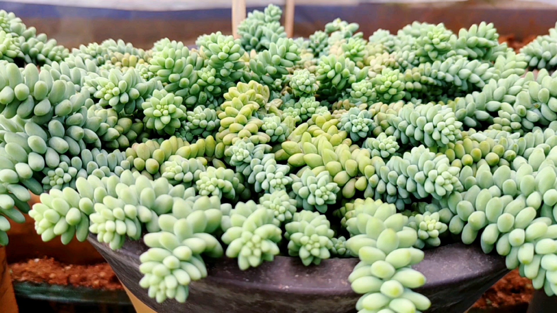 #多肉植物#这个月还是一片绿色,下个月就能变果冻色,彩虹玉缀你期待吗?