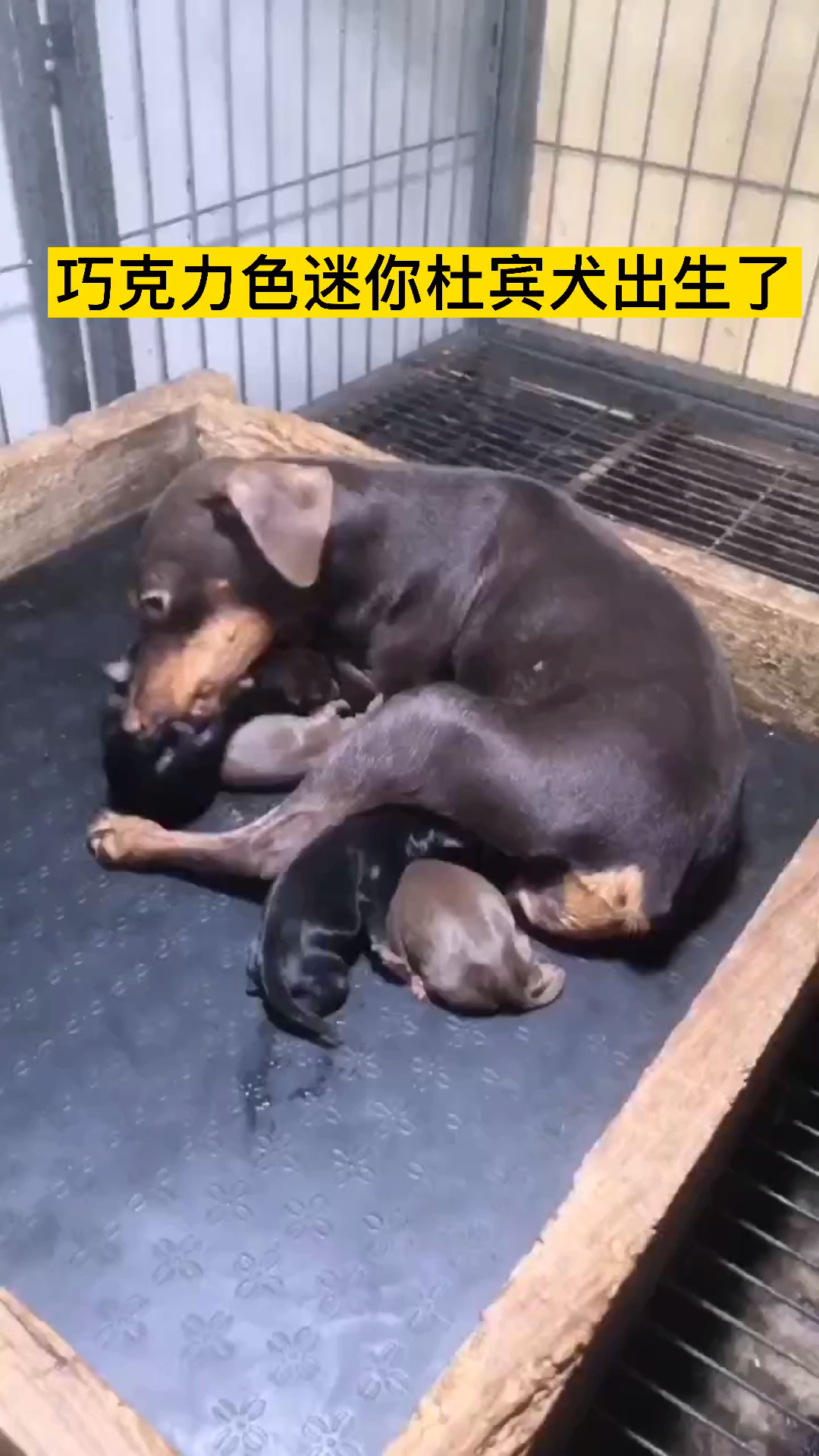 巧克力色迷你杜宾犬迷你宾莎犬咖啡色