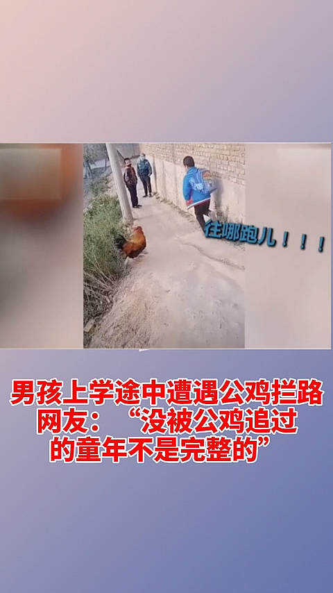 哪跑儿!!。男孩上学途中遭遇公鸡挡路网友:“没被公鸡追过的童年不是完整的