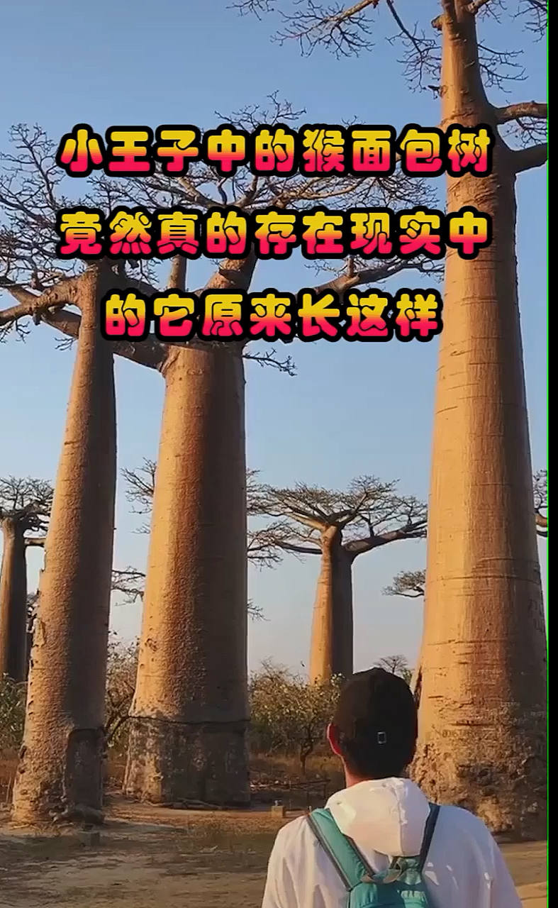 小王子中的猴面包树,竟然真的存在,现实中的它原来长这样
