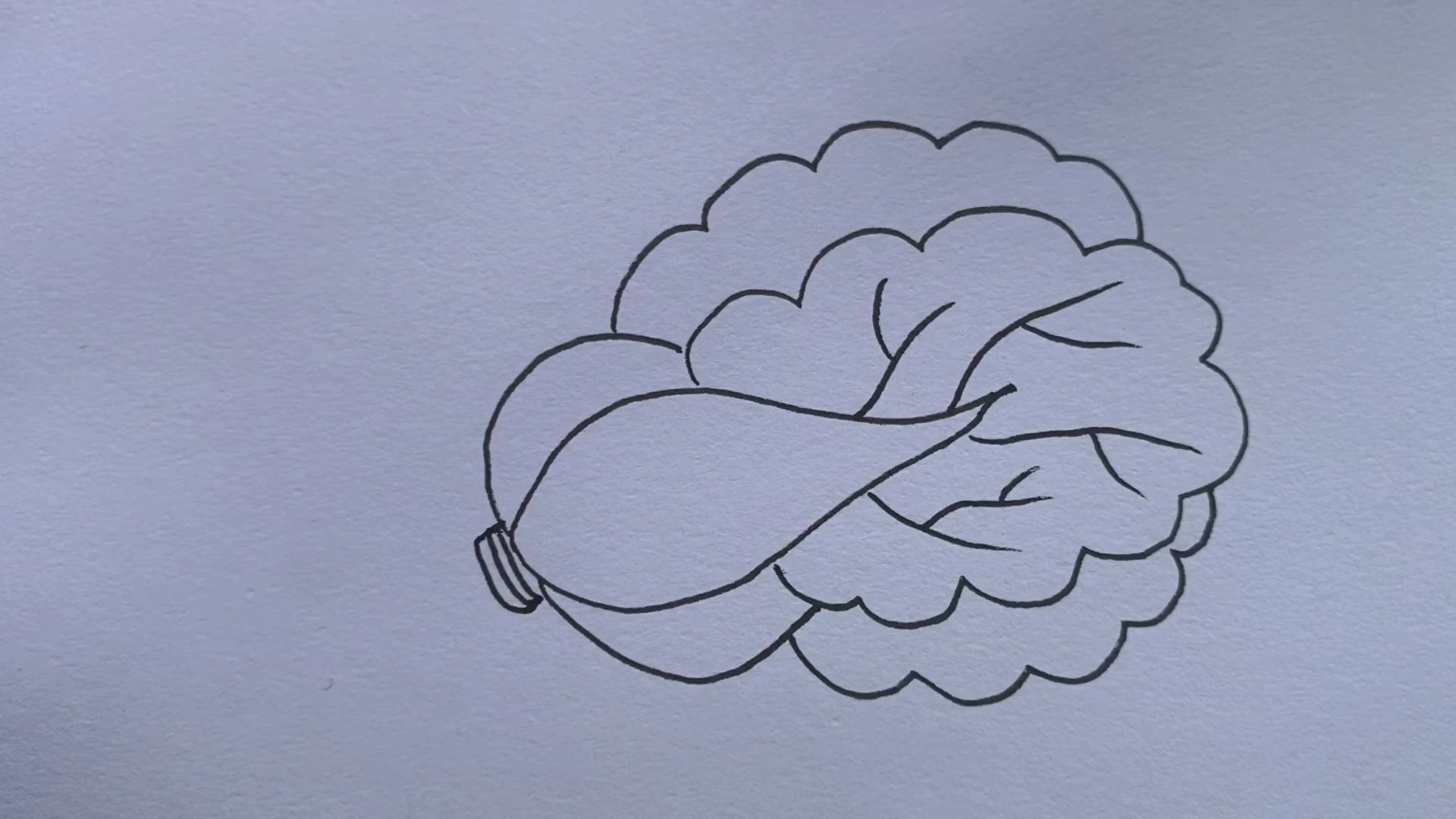 白菜简笔画