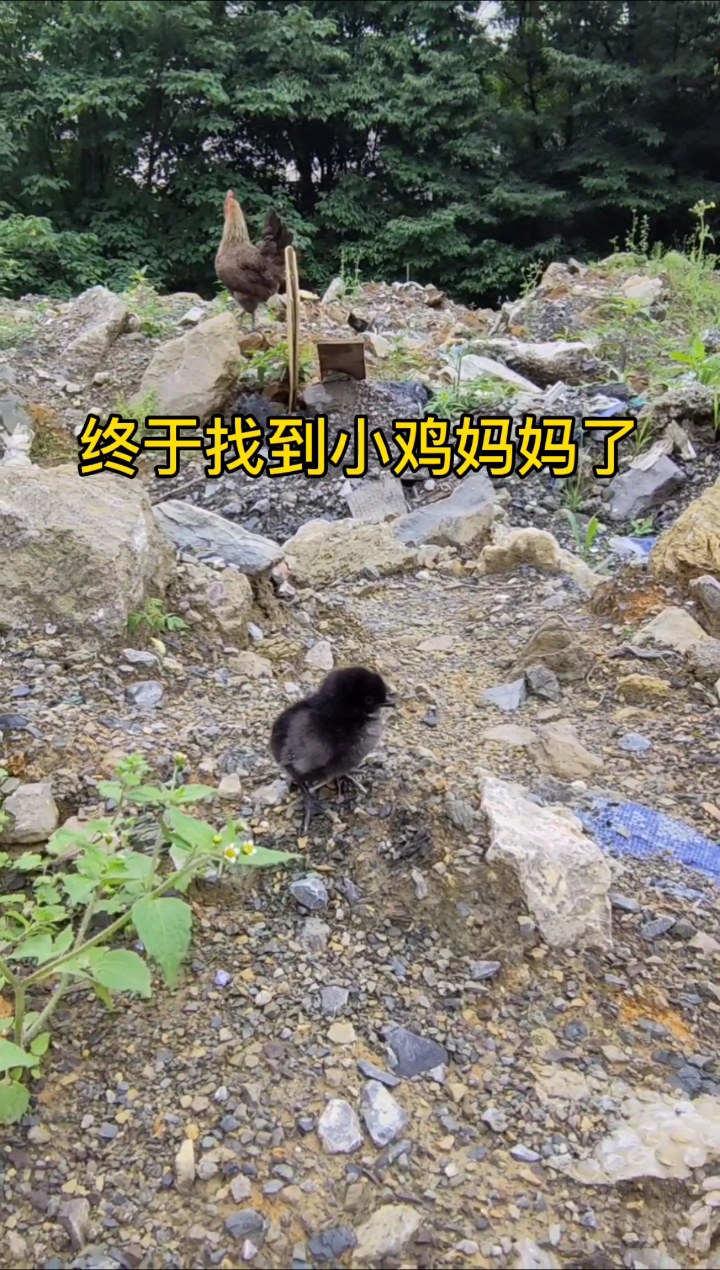 小鸡妈妈终于找到了~看到小鸡向妈妈飞奔过去,心里感到好欣慰