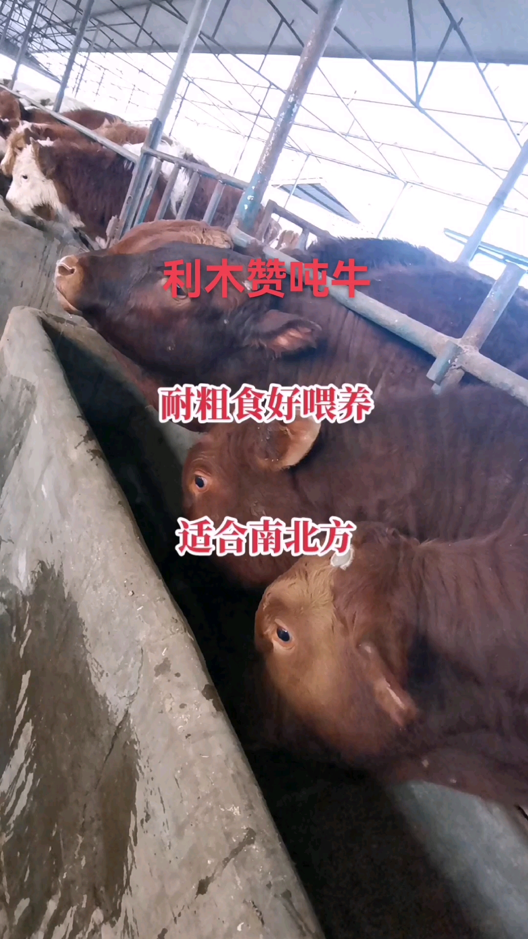 #利木赞牛犊#利木赞牛养殖