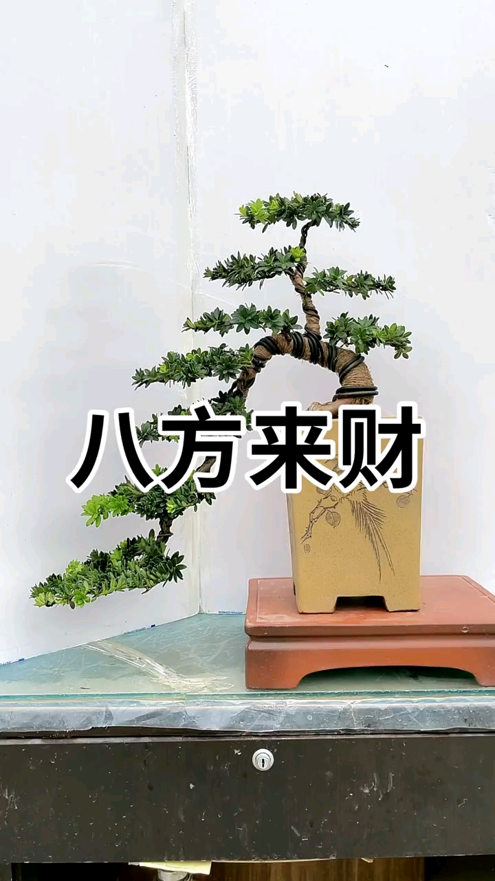 原生菊花罗汉松盆景