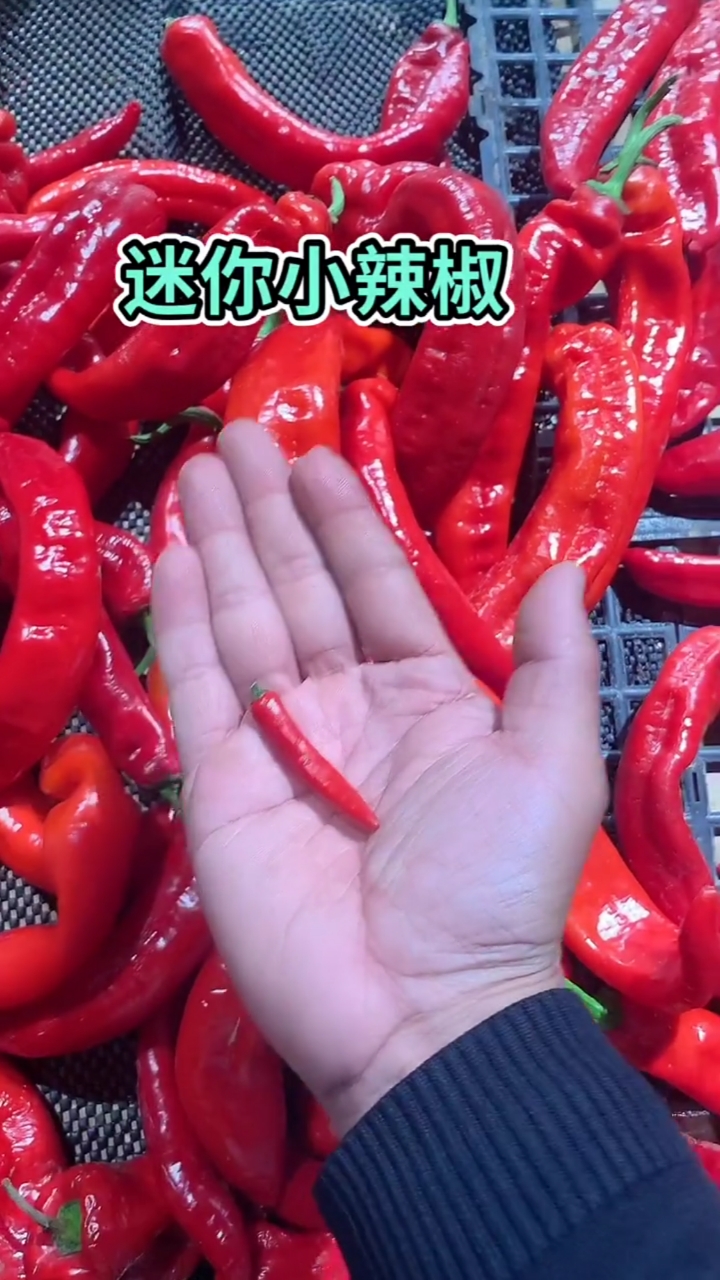 今晚做个下饭的菜