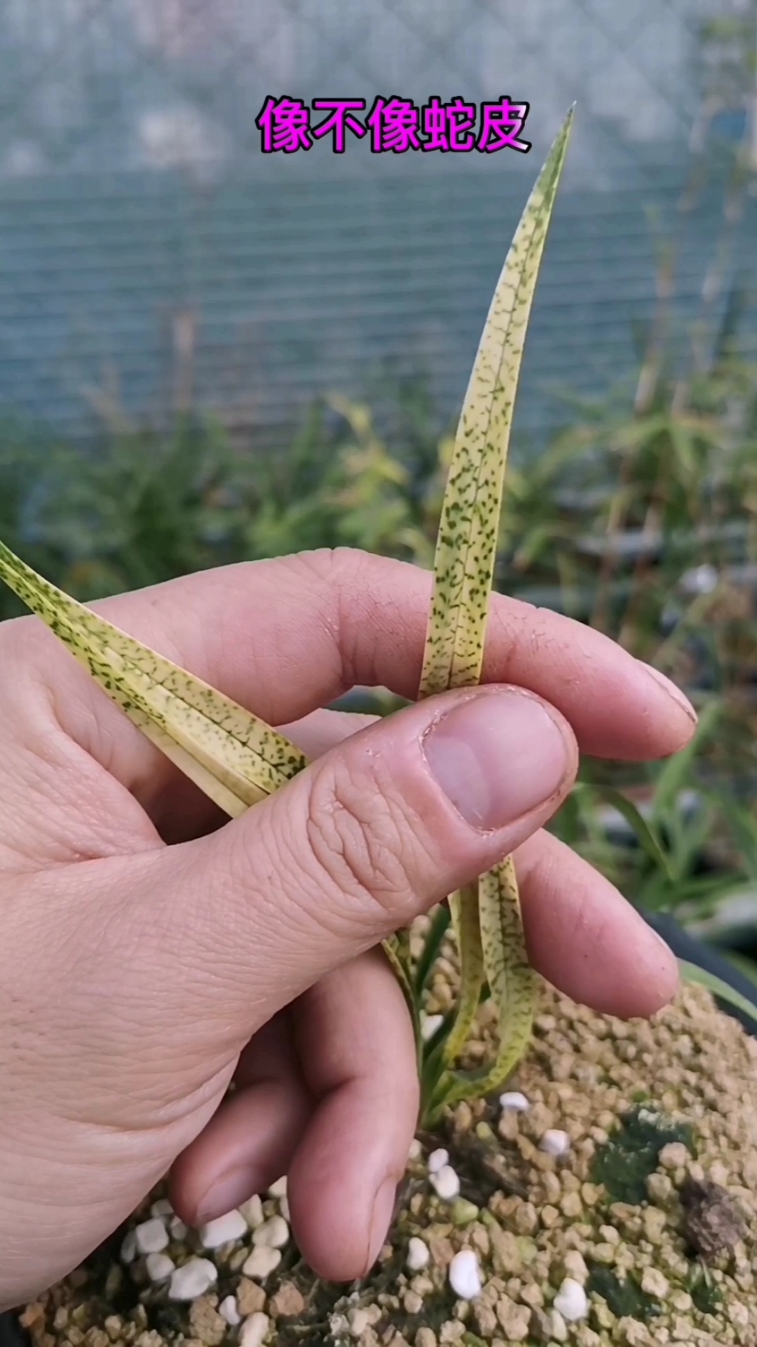 春兰蛇皮斑吻仔鱼