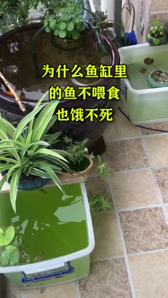 为什么鱼缸里的鱼不喂食也饿不死
