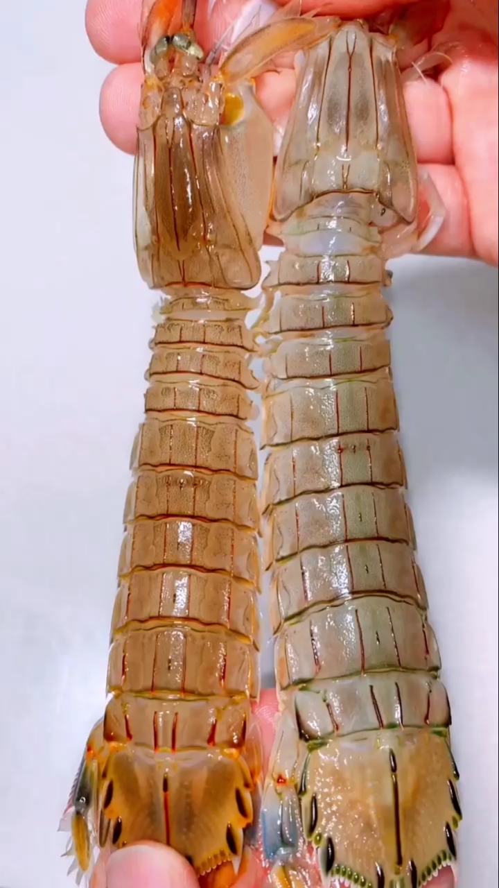 #美食教程#如何正确判断皮皮虾公母的方法是这样的