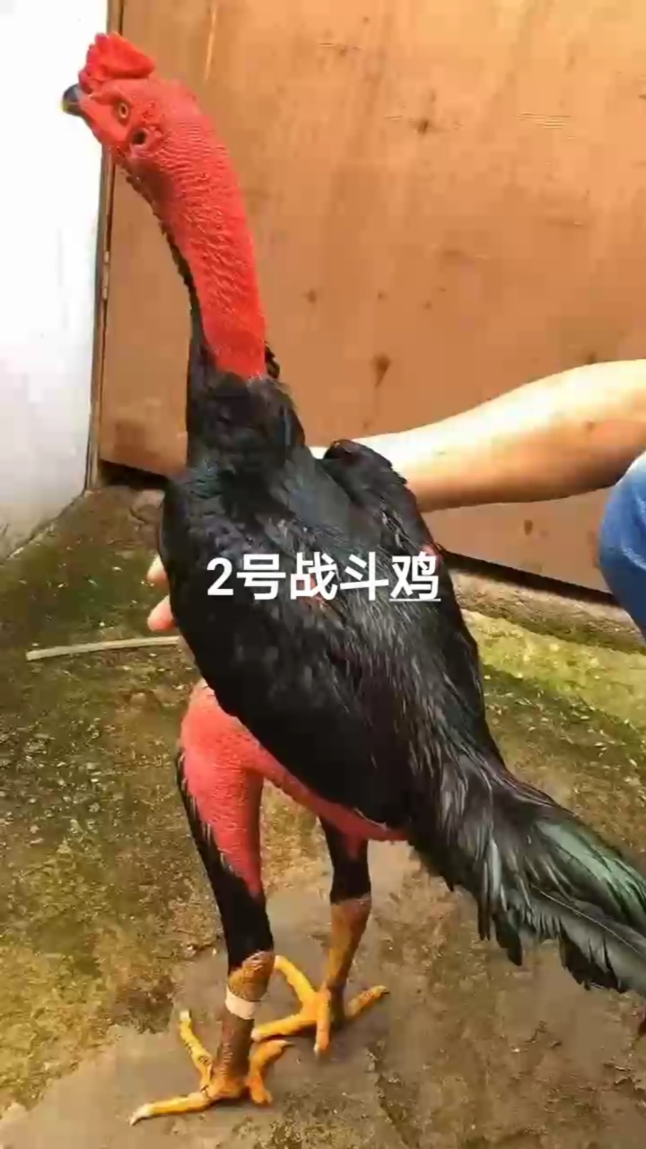 #全民小剧场#纯种纯血高质量越南鬼子斗鸡有喜欢的朋友记得给个关注留言好鸡多多