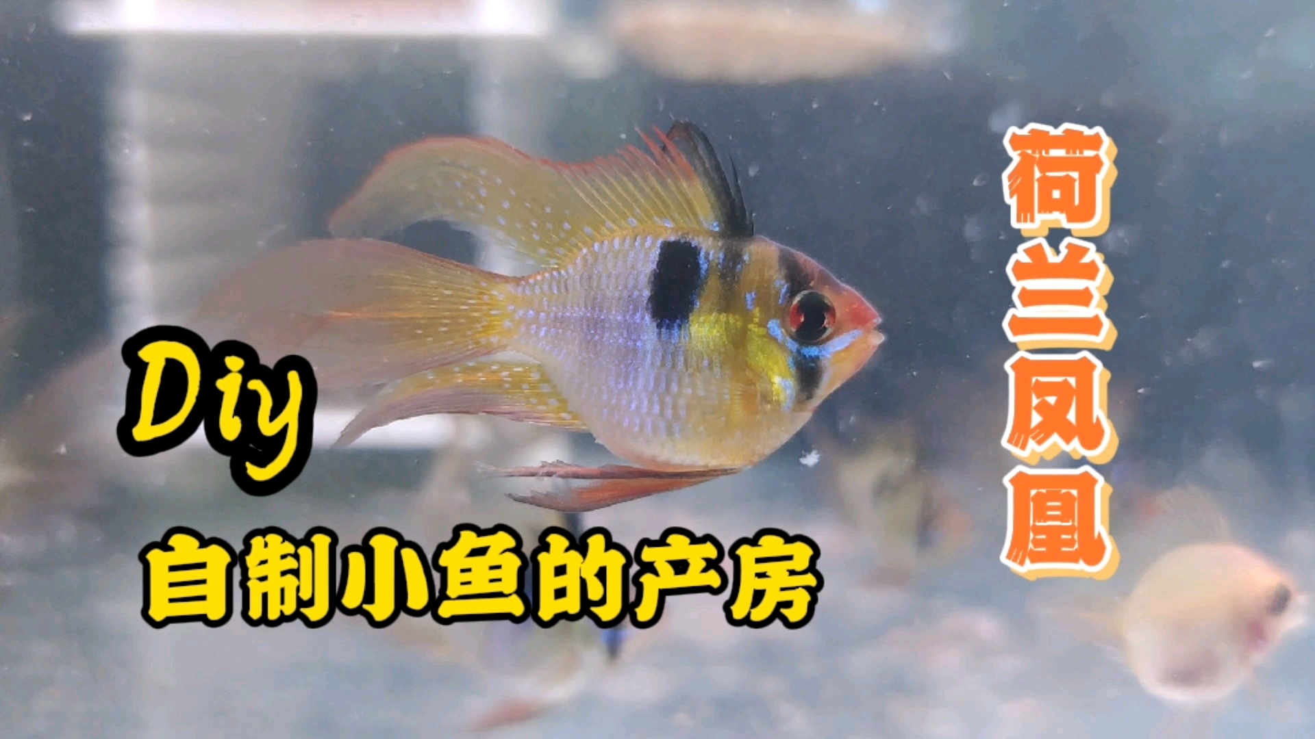 #记录生活#用废弃边角料,diy自制小鱼的繁殖屋,省钱又实用。荷兰凤凰鱼
