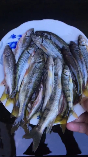 家门口小溪里有鱼,地理种着菜,分享一道美味红烧溪石斑,朋友们喜欢这种农村生活吗