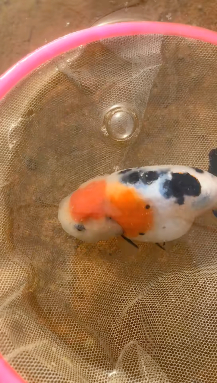 #金鱼#兰寿金鱼系列。重墨寿三色寿。玉兔花寿。自家鱼塘养殖的金鱼各个品种都有。